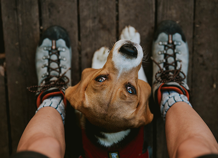 El seguro ideal para cada tipo de mascota